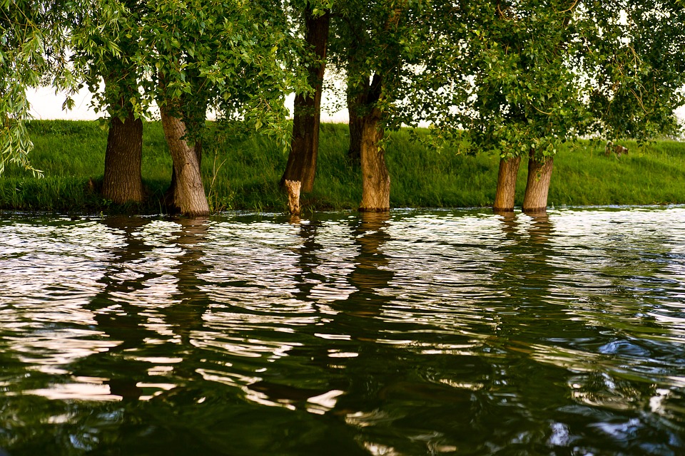 Forest Grazing Counteracts the Effectiveness of Trees to Reduce Flood Risk